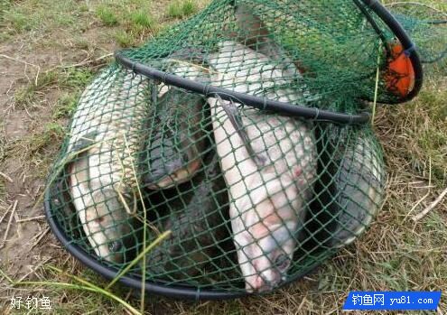 钓鱼小药特点总结和使用方法分享