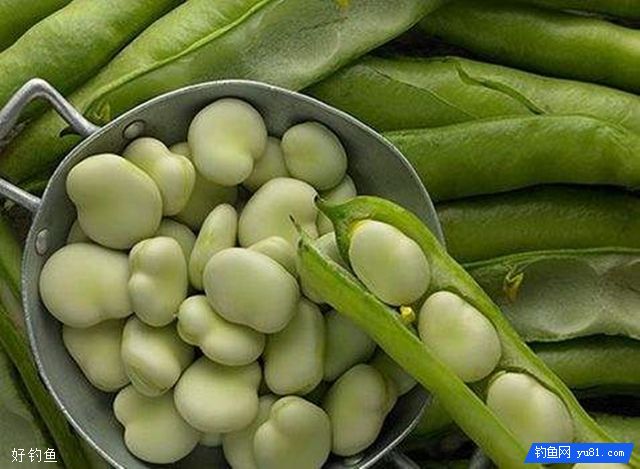 蚕豆做鱼饵的制作方法与打窝要点