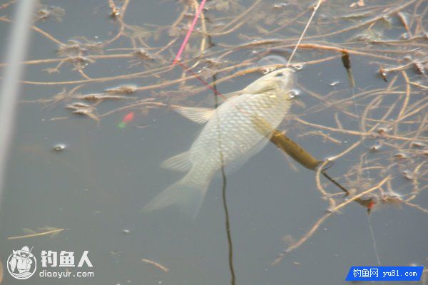 夏钓鲫鱼的自制酒香麦子钓饵配方分享