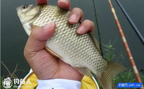 自制的钓鲫鱼饵料配方及注意事项