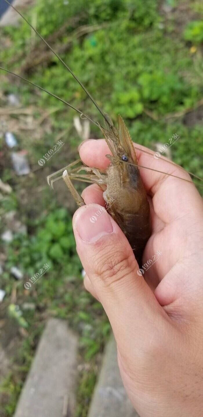 钓饵使用时，都有哪些细节值得我们去把握
