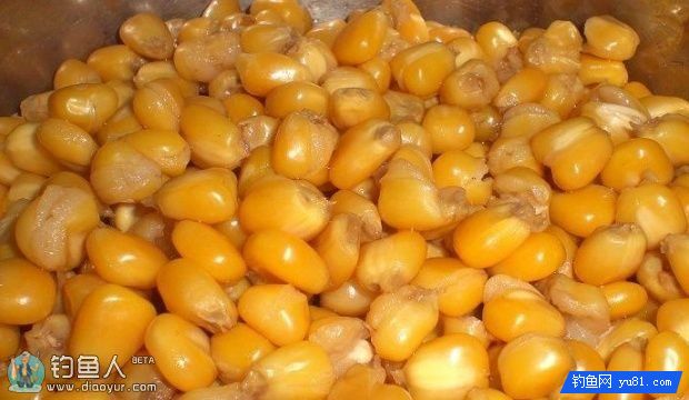 水库钓大鱼用煮麦子老玉米的自制方法