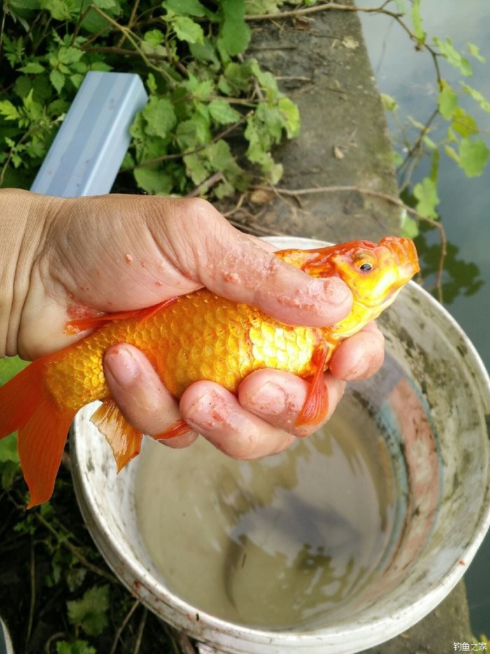 口头上口头称呼的金鱼是怎么出现的呢？！