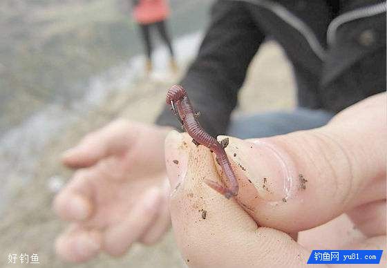 蚯蚓上大鱼的2个口诀技巧