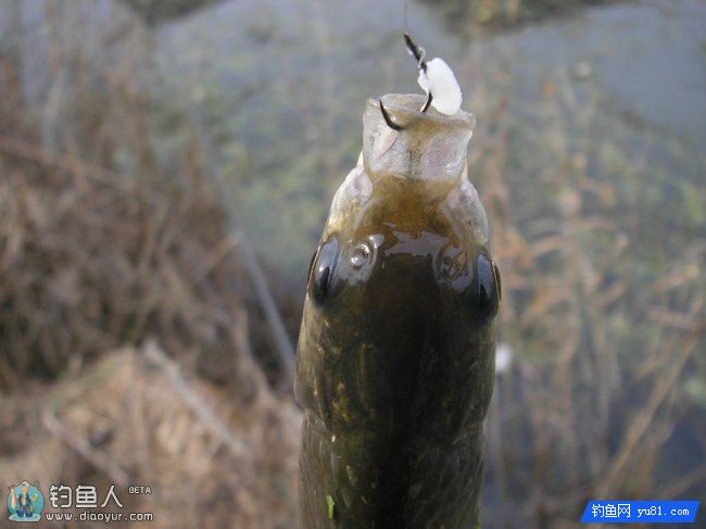 米饭钓鲫鱼一绝，高手实战总结
