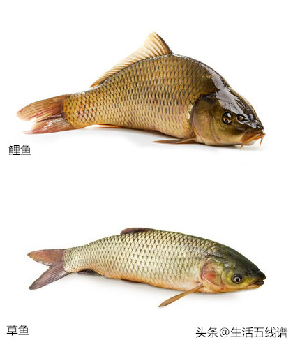 海大农牧鱼：规格草鱼行情如何？您有没有卖到好价？