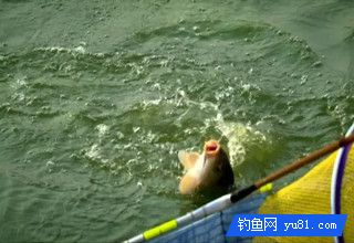 巧用散炮饵，钓鱼爆护很简单