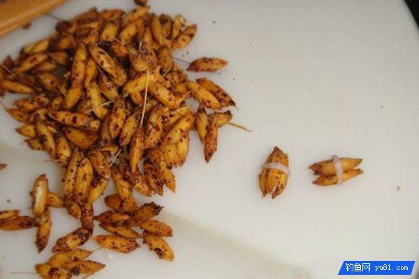专钓鲤鱼的臭谷子饵料配方分享