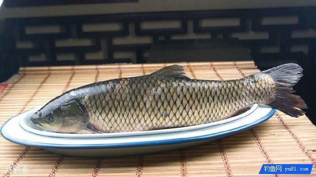 秋季钓大草鱼，就靠这三种自制钓鱼饵料