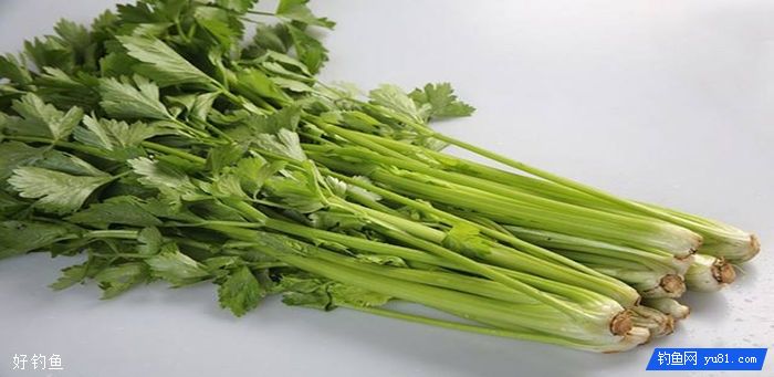 芹菜饵料钓草鱼有奇效，上鱼不停