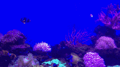 梦幻水族馆动态屏保介绍梦幻下载地址下载