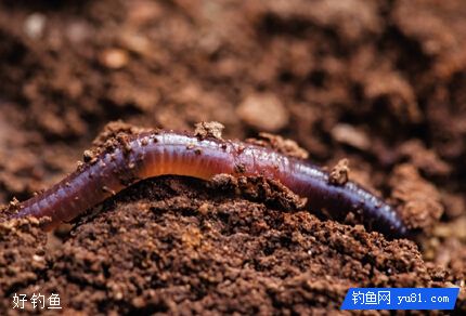 蚯蚓饵料钓鱼的3个绝招