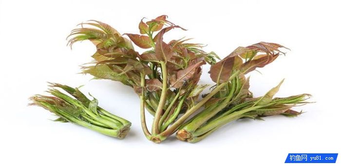 草鱼自制饵料大全，想搏大草鱼不能放过