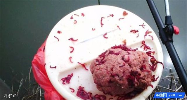 秋冬季钓鱼秘诀，用红虫饵料让你鱼获满满