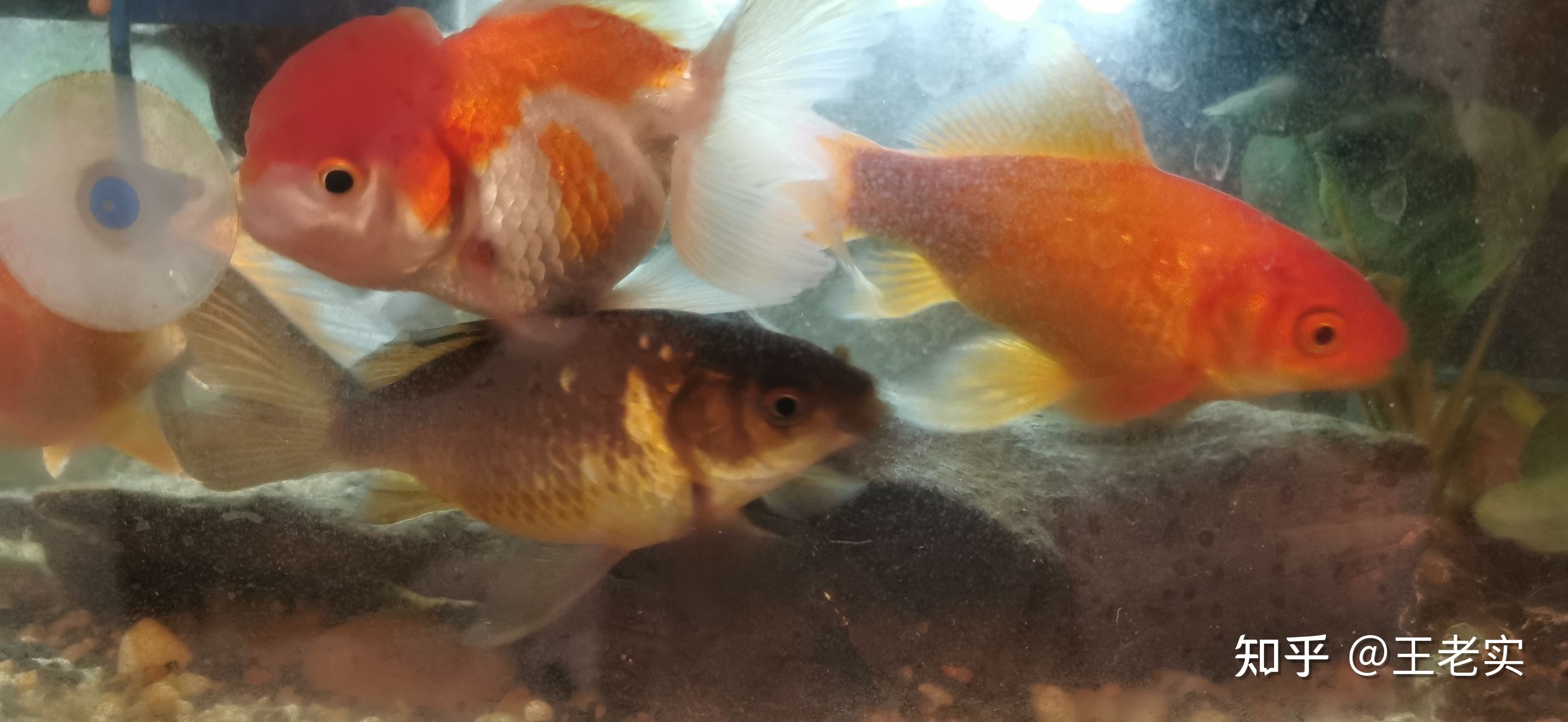 风生水起大鱼缸，年年有鱼财神到！