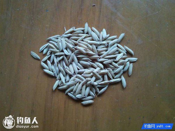 库钓大鱼的稻谷窝饵制作图解