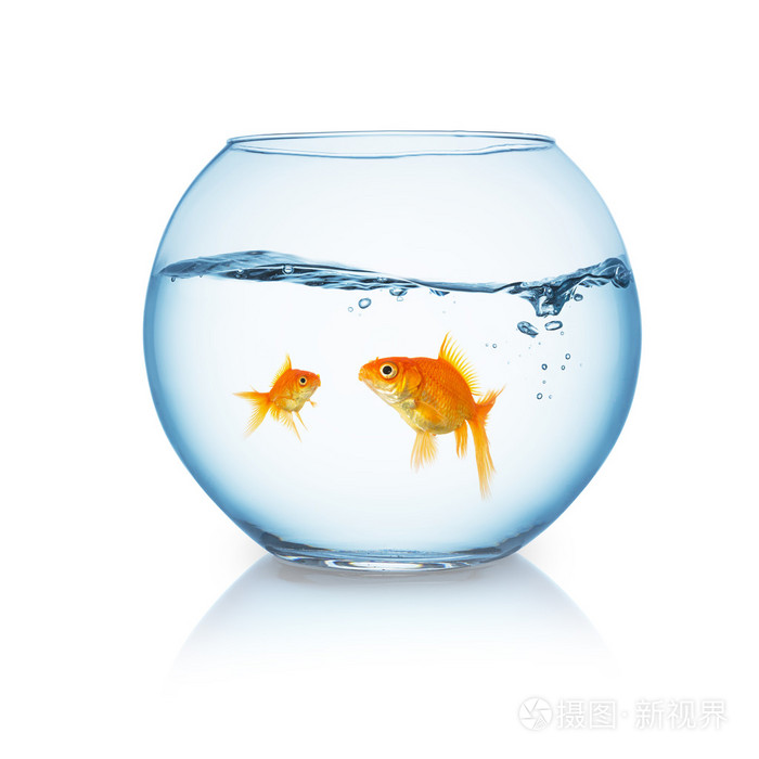 鱼的记忆有7秒吗？科学家告诉你真相