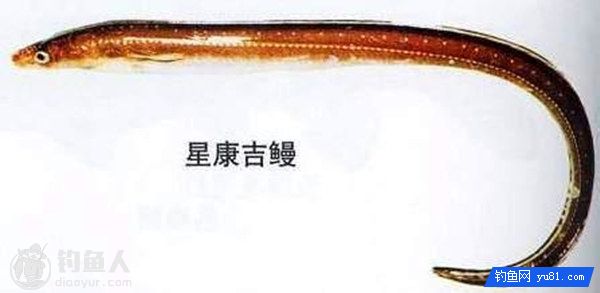 星康吉鳗的习性与乘船施钓的攻略