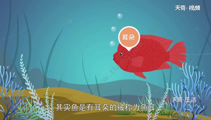 鱼有耳朵吗？鱼只有内耳，藏在头的两侧