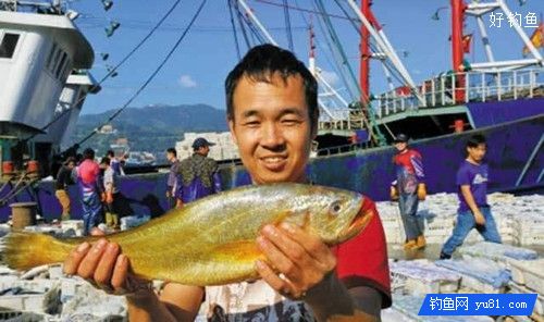 春季海钓黄花鱼的技巧