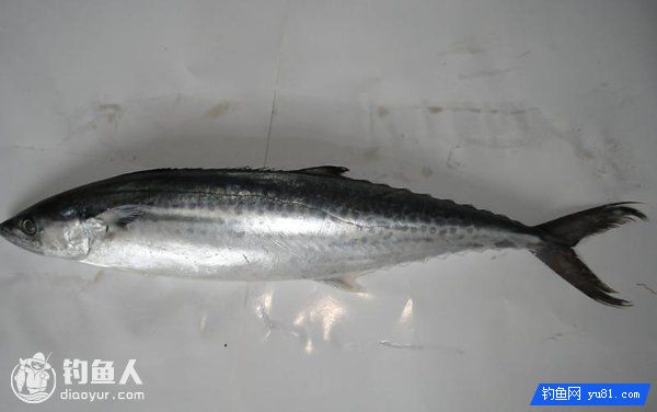 鲅鱼的最佳钓时及矶、船钓钓法