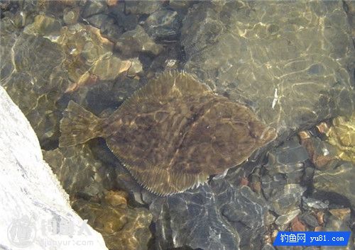 浅说比目鱼的特点及海钓技巧