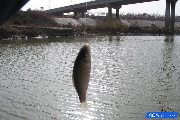 冬季野钓鲫鱼的时机与钓点选择