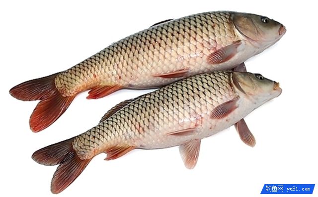 钓野生鲤鱼与养殖鱼的不同点和饵料选择