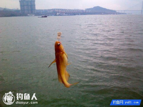江钓黄颡鱼的秘制豆腐饵制作方法