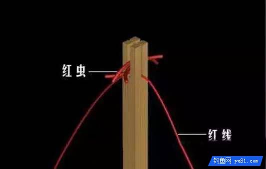 红虫钓鱼的三种挂钩方法 [图文详解]