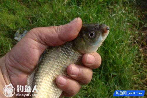 多款夏季钓鲫鱼的实用饵料配方